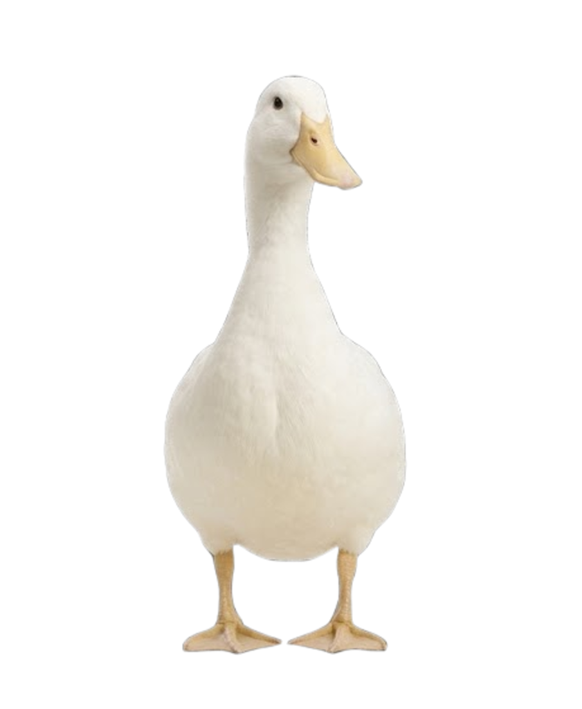 A white duck
